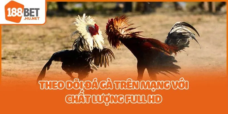 Theo dõi đá gà trên mạng với chất lượng Full HD