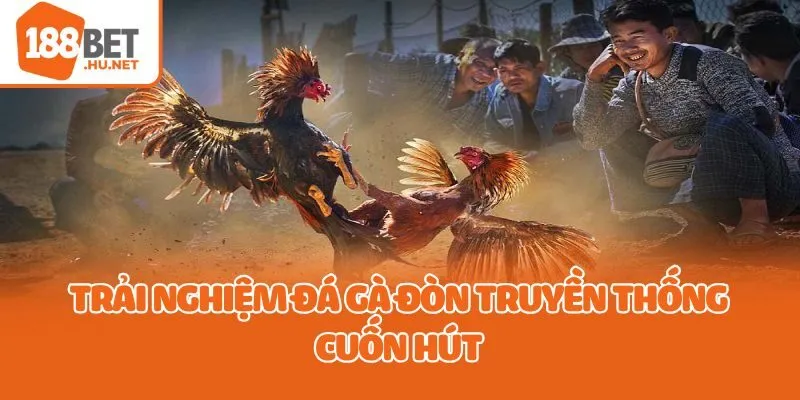 Trải nghiệm đá gà đòn truyền thống cuốn hút